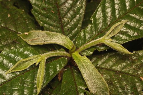 Atractocarpus hirtus, photograph 6