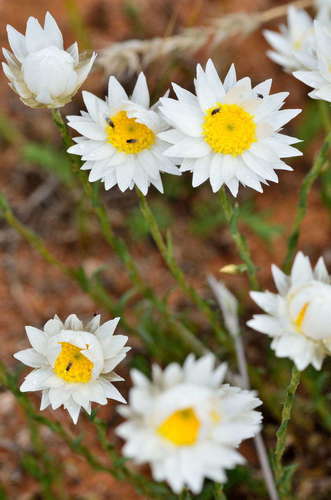 Image of Rhodanthe stuartiana by (c) Chris Lindorff, some rights reserved (CC BY)
