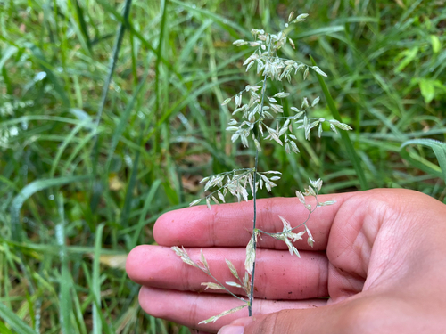 Holcus lanatus observed 2026-09-22