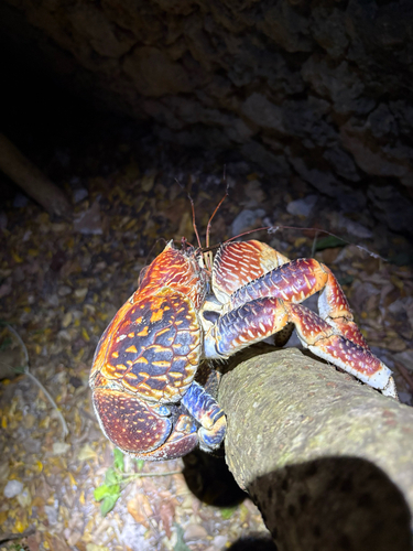 Coconut Crab