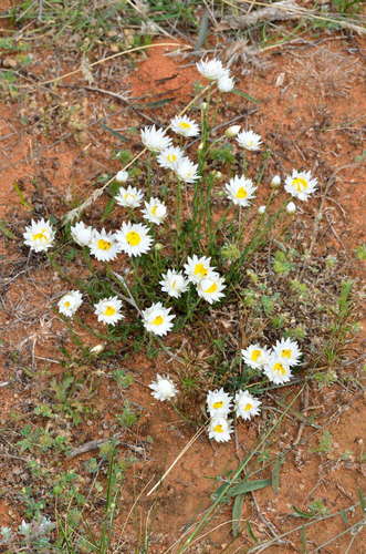 Image of Rhodanthe stuartiana by (c) Chris Lindorff, some rights reserved (CC BY)