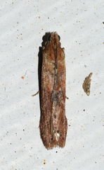 Macrorrhinia endonephele