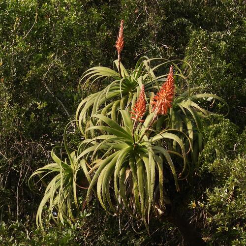 Aloe pluridens