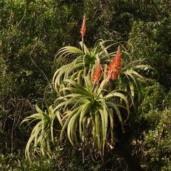 Aloe pluridens