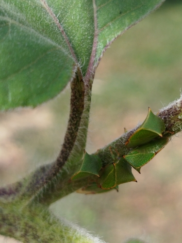 Buffalo Treehopper