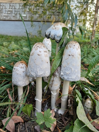 Shaggy Mane