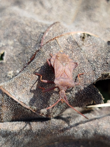 Dock Bug