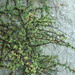 Lycium californicum californicum - Photo (c) Ron Vanderhoff, some rights reserved (CC BY-NC), uploaded by Ron Vanderhoff