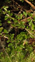 Ehretia rigida, photograph (c) Henry de Lange, some rights reserved (CC BY)