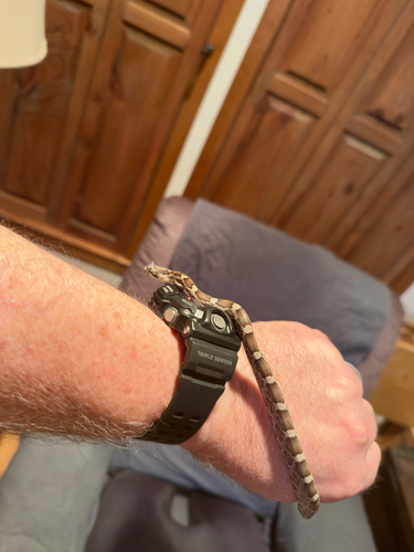 Western Ratsnake