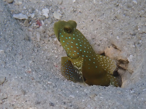 Cryptocentrus cinctus observed 2026-09-19