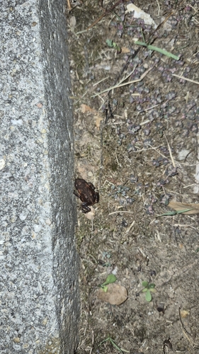 Spiny Toad