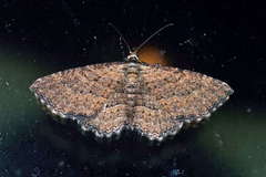 Chrysolarentia squamulata