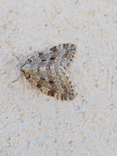 Autumnal Moth