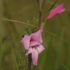 Gladiolus ochroleucus