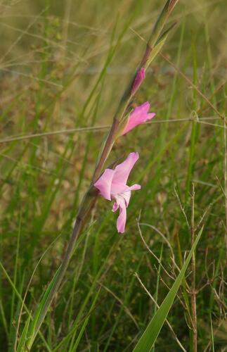 Gladiolus ochroleucus, photograph 1