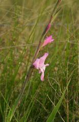 Gladiolus ochroleucus, photograph (c) Henry de Lange, some rights reserved (CC BY)