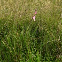 Gladiolus ochroleucus, photograph (c) Henry de Lange, some rights reserved (CC BY)