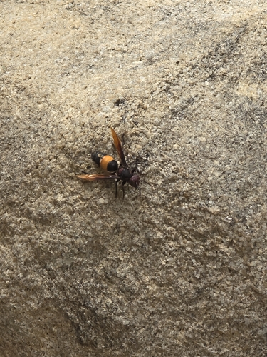 Greater Banded Hornet