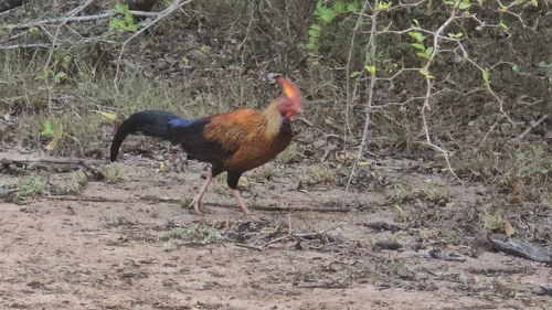 Sri Lanka Junglefowl