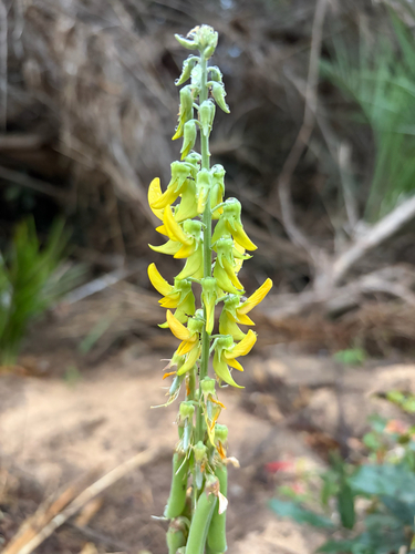 Crotalaria pallida, photograph 1
