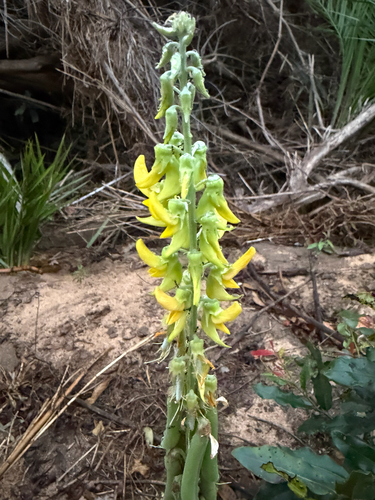 Crotalaria pallida, photograph 2