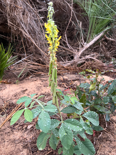 Crotalaria pallida, photograph 3