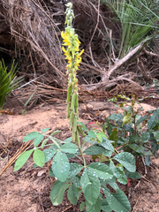 Crotalaria pallida, photograph (c) Rebecca Ryen-Stols, some rights reserved (CC BY-SA)
