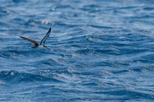 Puffinus lherminieri observed 2026-09-19