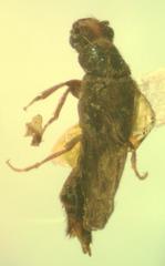 Mastinocerus