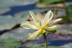 Nelumbo lutea