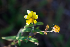 Heliomeris multiflora, photograph (c) Daughter Dad, some rights reserved (CC BY)