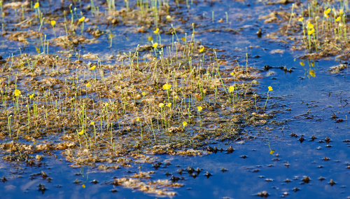 Utricularia gibba