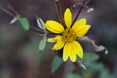 Heliomeris multiflora