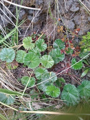 Alchemilla orbiculata