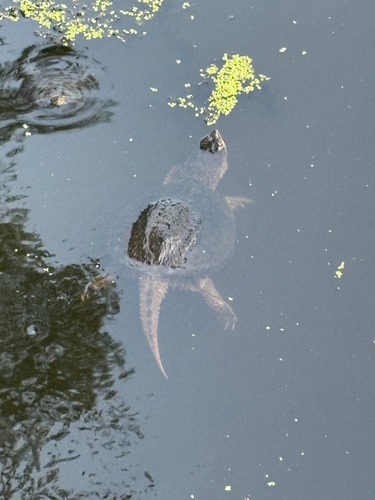 Common Snapping Turtle