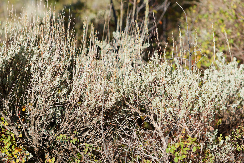 Artemisia tridentata; photograph (c) Daughter Dad, some rights reserved (CC BY)