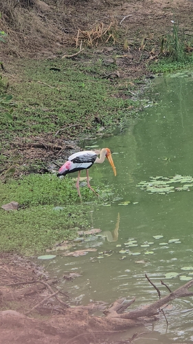 Painted Stork
