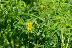 Ludwigia leptocarpa