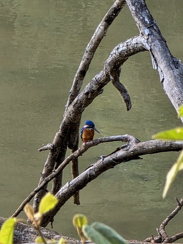 Common Kingfisher