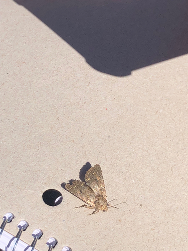 iNaturalist observation photo of Cutworm Moths and Allies