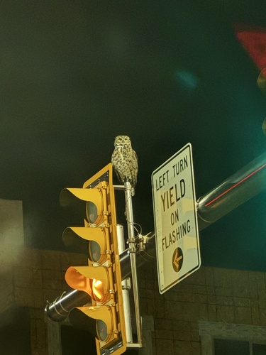 Great Horned Owl