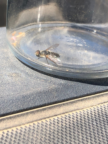 iNaturalist observation photo of Brachyceran Flies