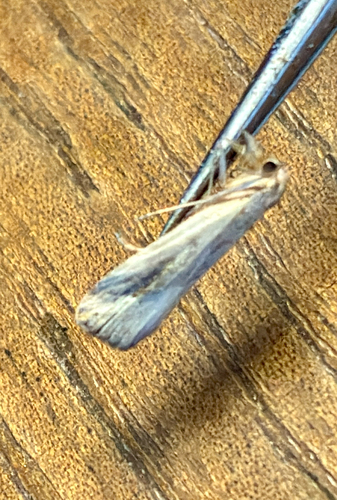 Pinion-streaked Snout