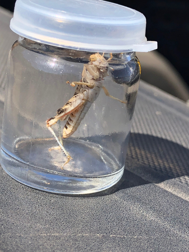iNaturalist observation photo of Valley Grasshopper