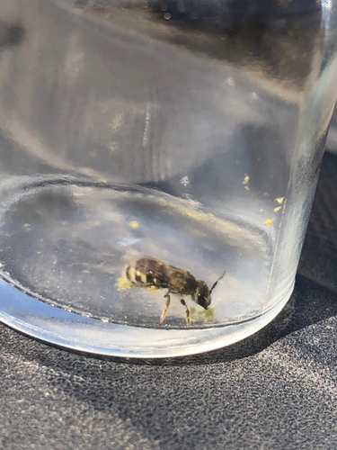 iNaturalist observation photo of Tripartite Sweat Bee