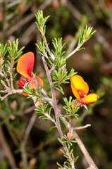 Pultenaea prostrata