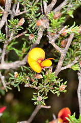 Pultenaea prostrata