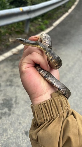 Mountain Water Snake