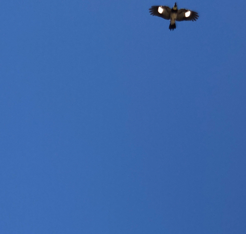 iNaturalist observation photo of Acorn Woodpecker